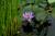 Fleur de nénuphar exotique